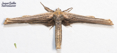 Forbesopsis sphingipennis