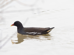Gallinula chloropus