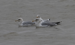 Larus argentatus