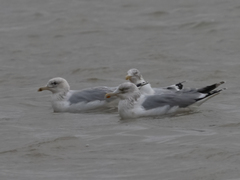 Larus argentatus