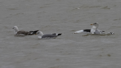 Larus