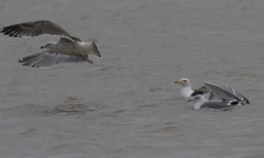 Larus