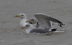 Larus