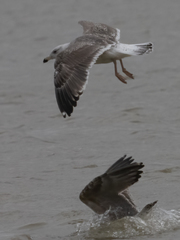Larus