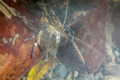 Macrobrachium carcinus