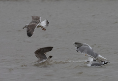 Larus