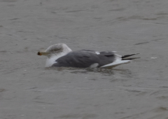 Larus fuscus