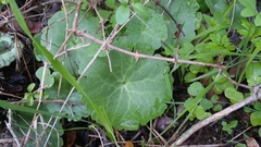 Umbilicus intermedius