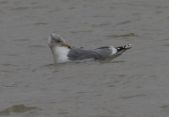 Larus fuscus