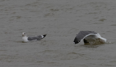 Larus fuscus