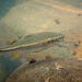 Mountain Mullet - Photo (c) Eric C. Maxwell, some rights reserved (CC BY-NC), uploaded by Eric C. Maxwell