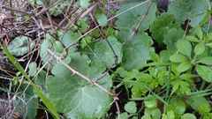 Umbilicus intermedius