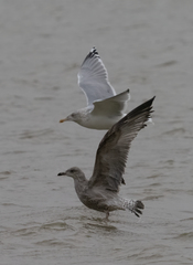 Larus