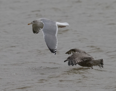 Larus