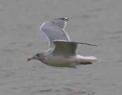 Larus argentatus