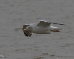 Larus argentatus