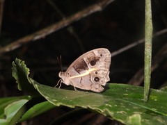 Posttaygetis penelea