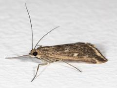 Loxostege sticticalis