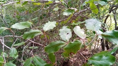 Mascarenhasia