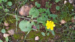 Ranunculus cytheraeus