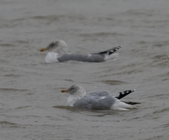 Larus argentatus