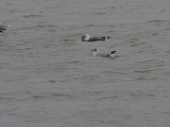 Larus argentatus