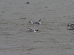 Larus argentatus