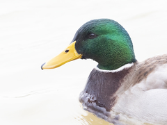 Anas platyrhynchos