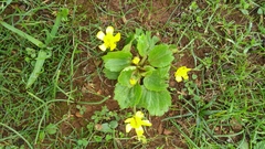 Ranunculus cytheraeus