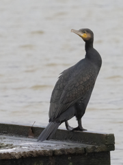 Phalacrocorax carbo