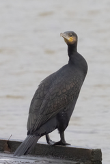 Phalacrocorax carbo