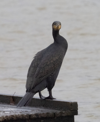 Phalacrocorax carbo