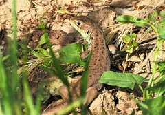 Lacerta diplochondrodes cariensis
