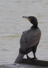 Phalacrocorax carbo