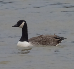 Branta canadensis