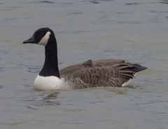 Branta canadensis