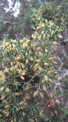 Juniperus phoenicea
