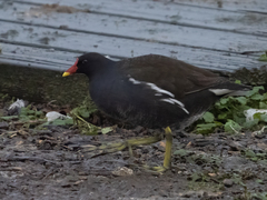 Gallinula chloropus