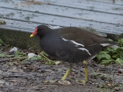 Gallinula chloropus