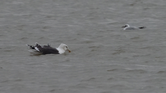 Larus marinus