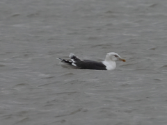 Larus marinus