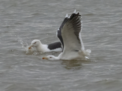 Larus marinus