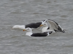 Larus marinus