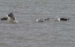 Larus argentatus