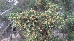 Juniperus phoenicea