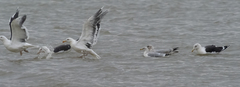 Larus