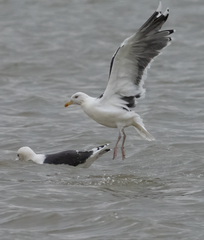 Larus marinus