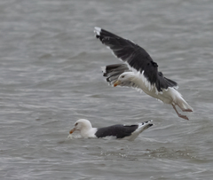 Larus marinus