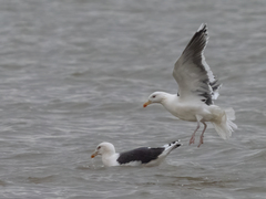 Larus marinus