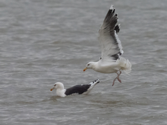 Larus marinus